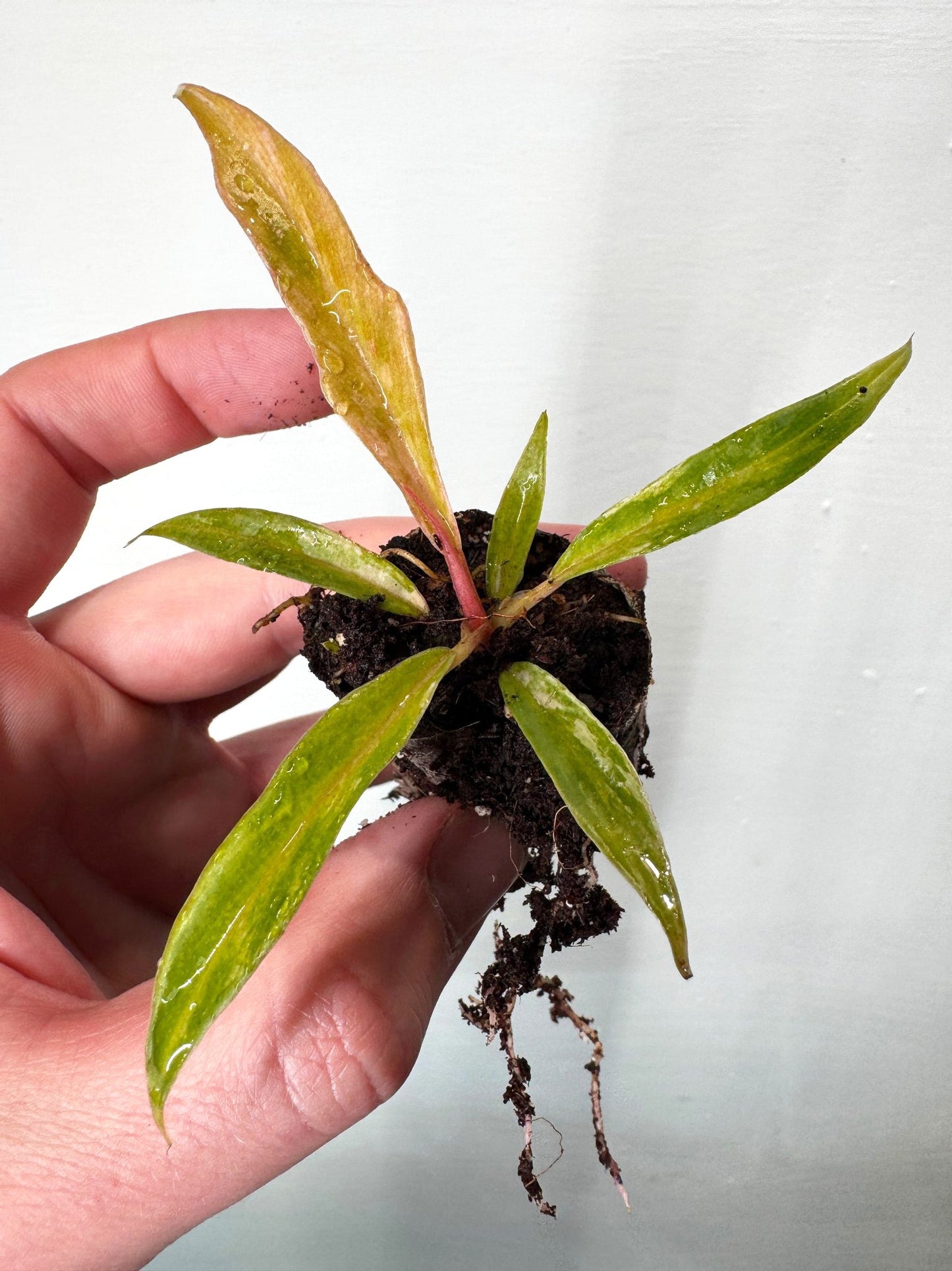 Philodendron Tortum Variegata - Variegated Plant | Indoor, young potted houseplant with narrow green and yellow variegated leaves held in hand.