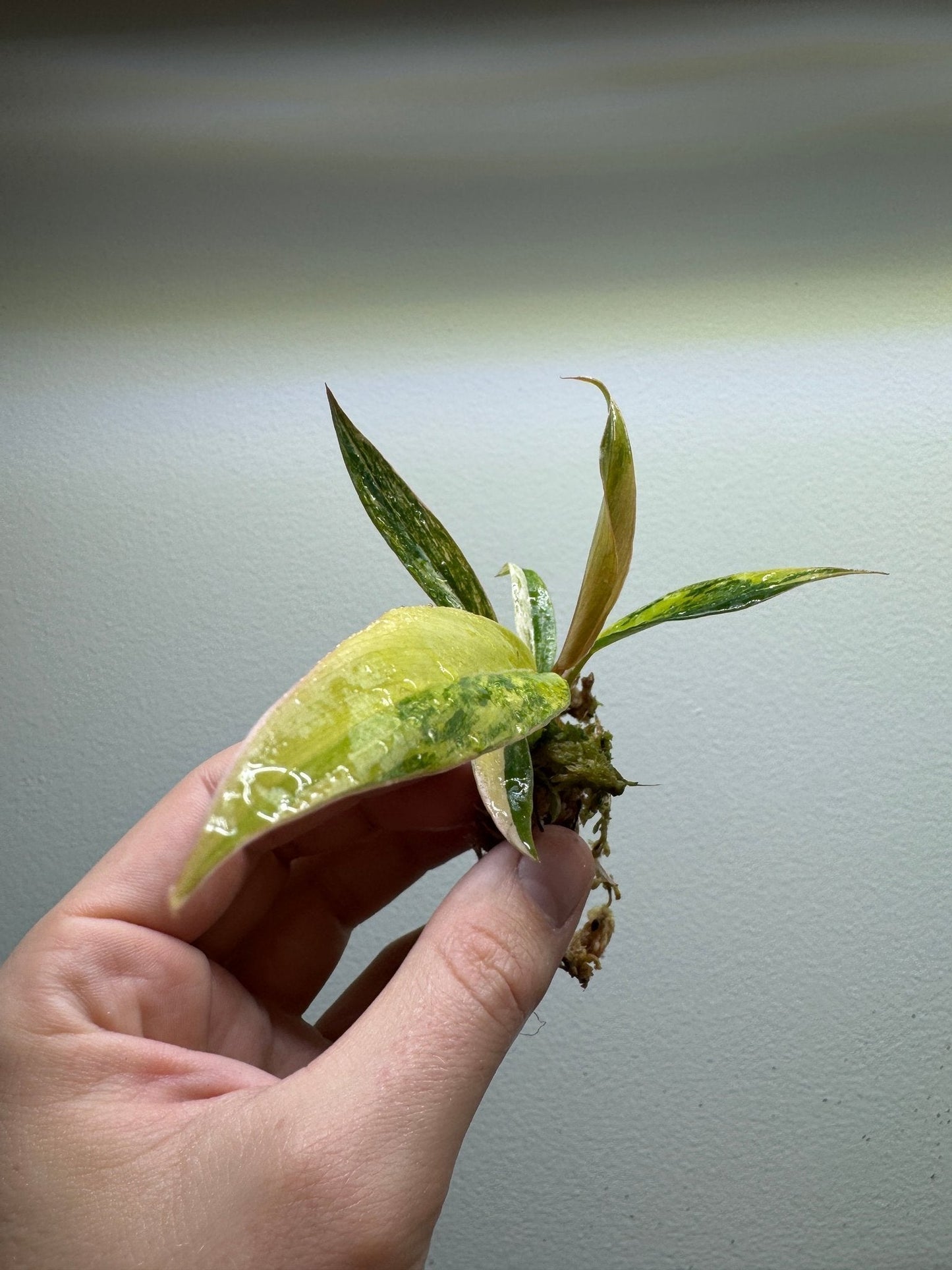 Philodendron 'Caramel Marble'