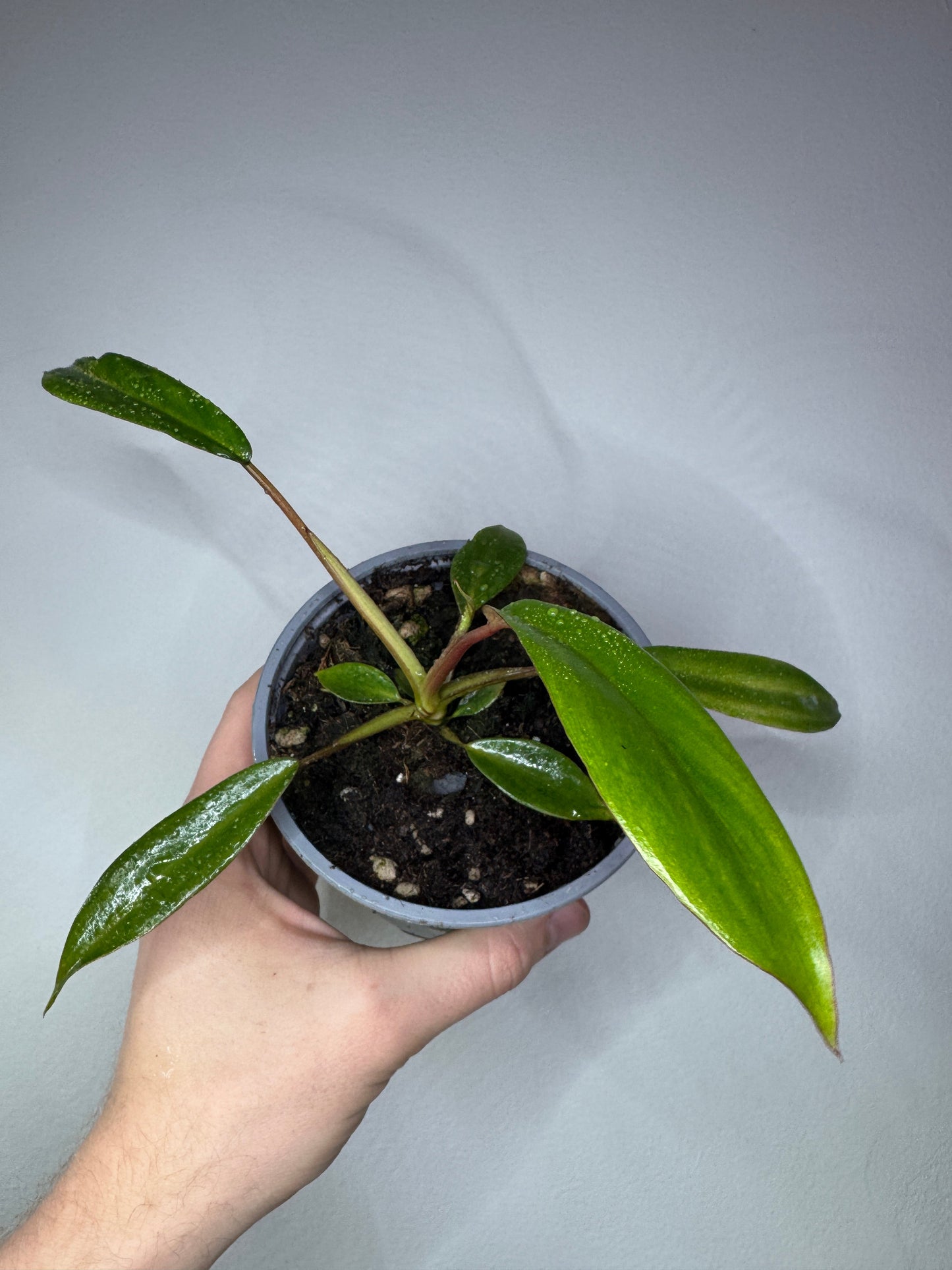 Philodendron joepii