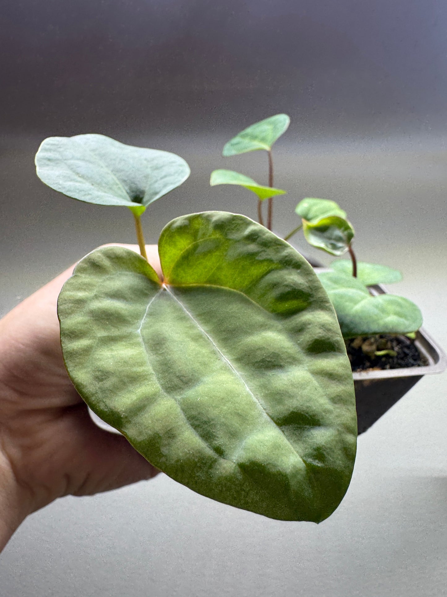 Anthurium 'ACE OF SPADES'