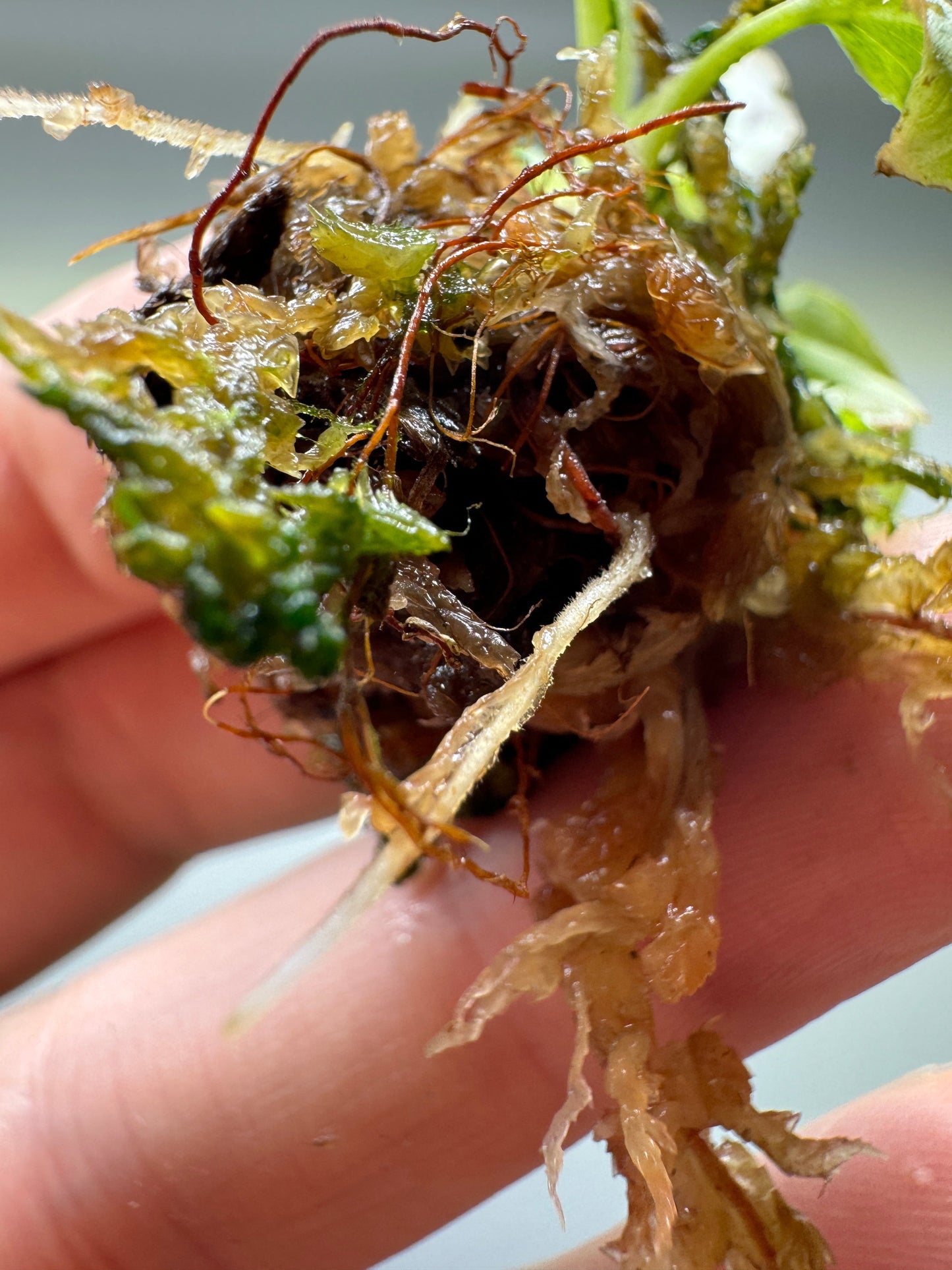 Philodendron verrucosum 'MINT'