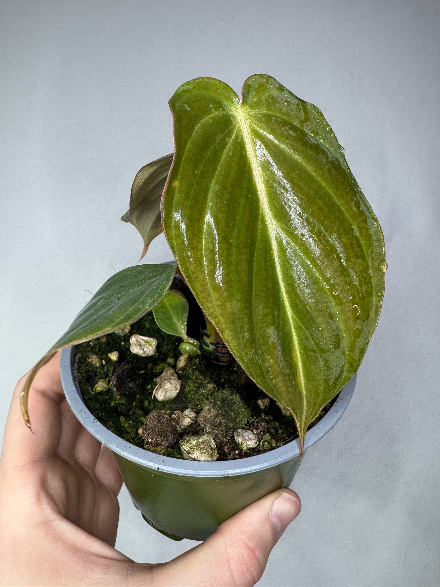 Philodendron 'Glorious' - gloriosum x melanochrysum
