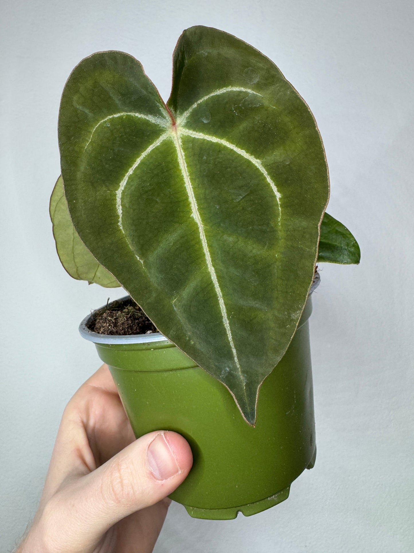 Anthurium bessae aff. x forgetii 'Dark Form' anthurium hybrid with dark velvety heart-shaped leaves in a green nursery pot, ideal for indoor plant collections.