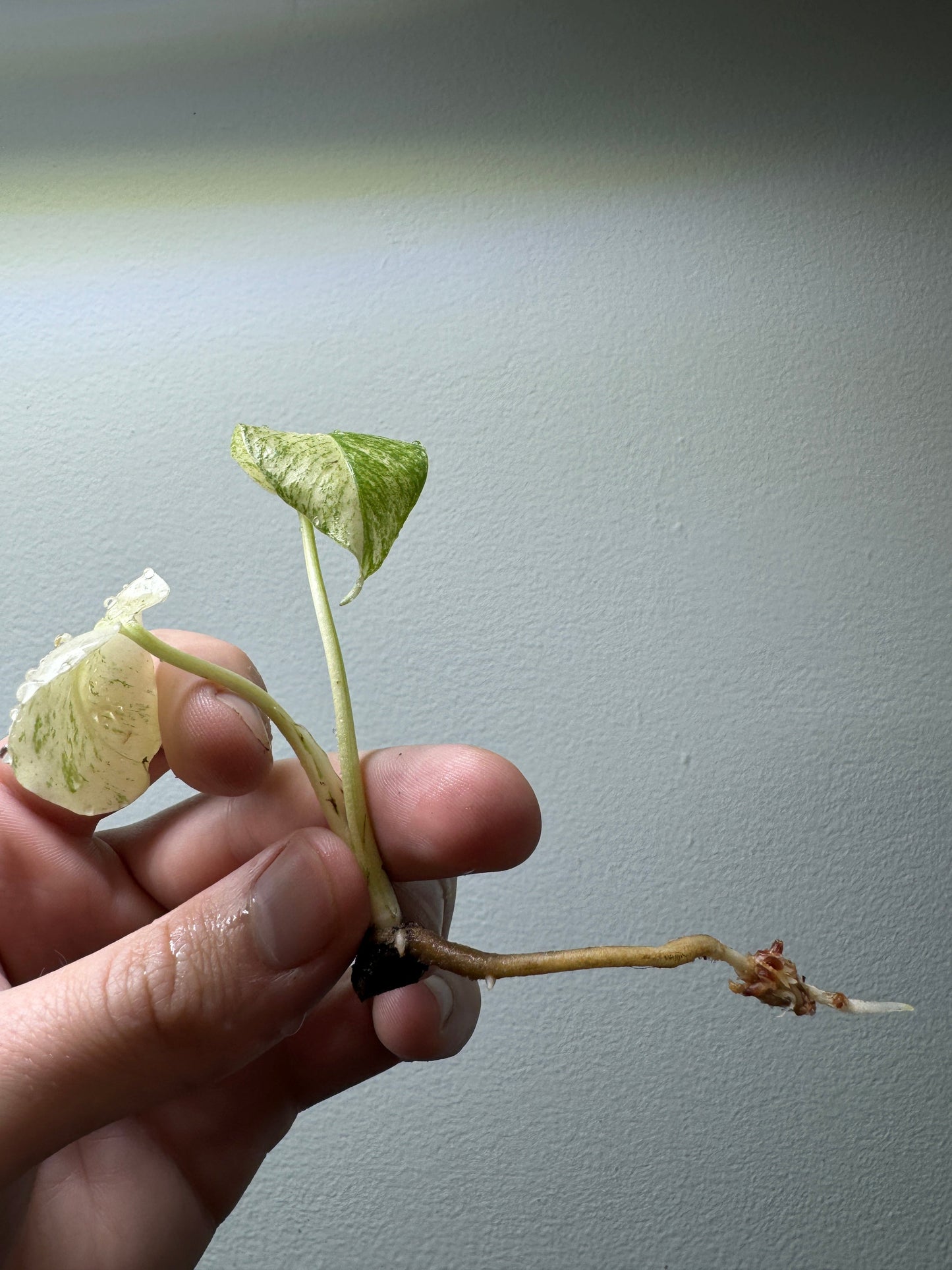 Monstera 'WHITE MONSTER'