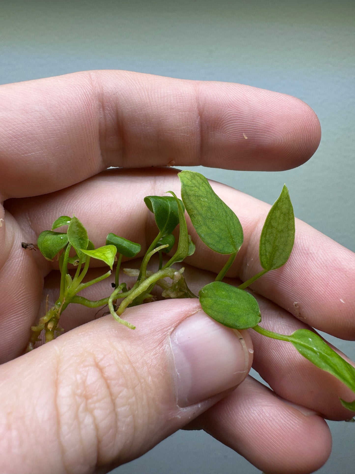 3x baby Anthurium waroqueanum 'Queen Anthurium'