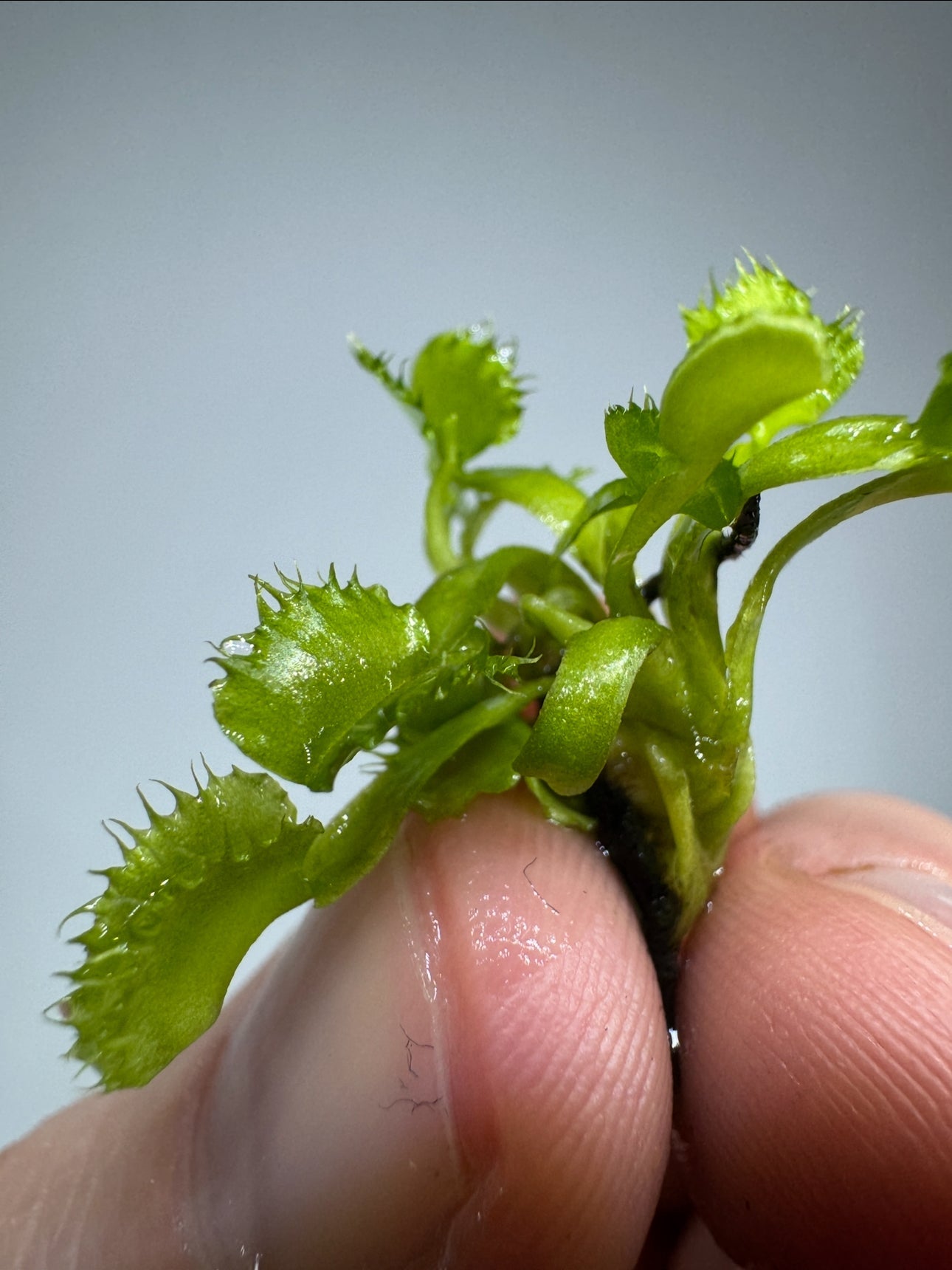Dionaea muscipula ’Chinese Dumpling’ carnivorous plant with compact, dumpling-shaped green traps held between fingers, ideal for bug control.