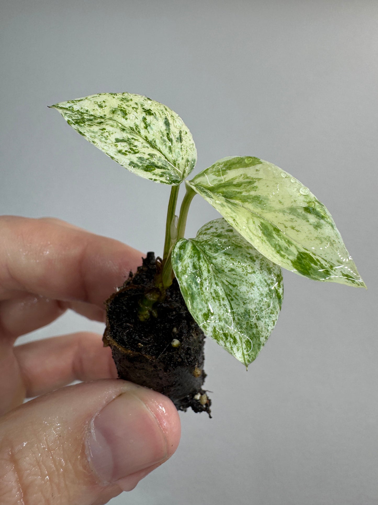 Epipremnum sp. ‘Bali Hanoman’