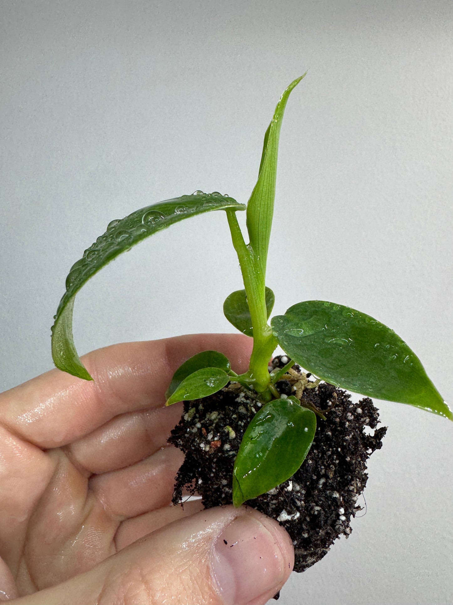 Philodendron 'Jerry Horne'