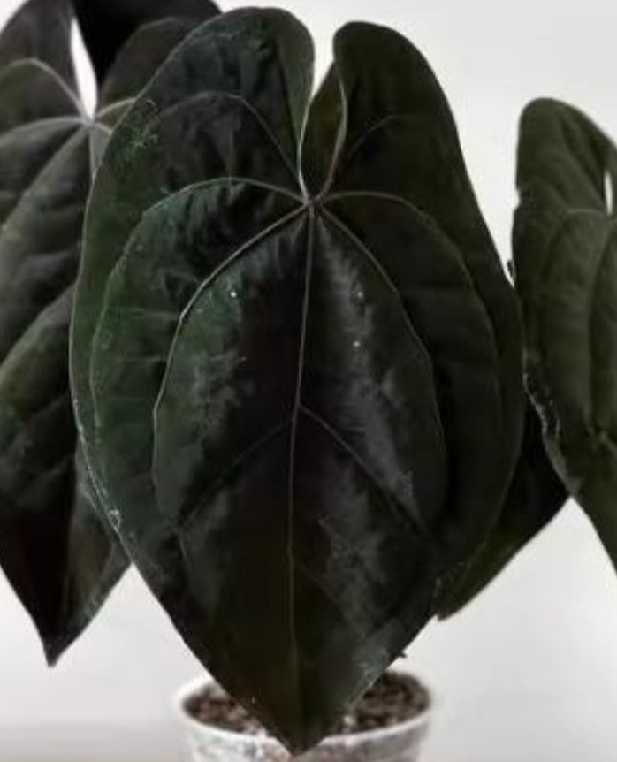 Anthurium ’Dark Phoenix’