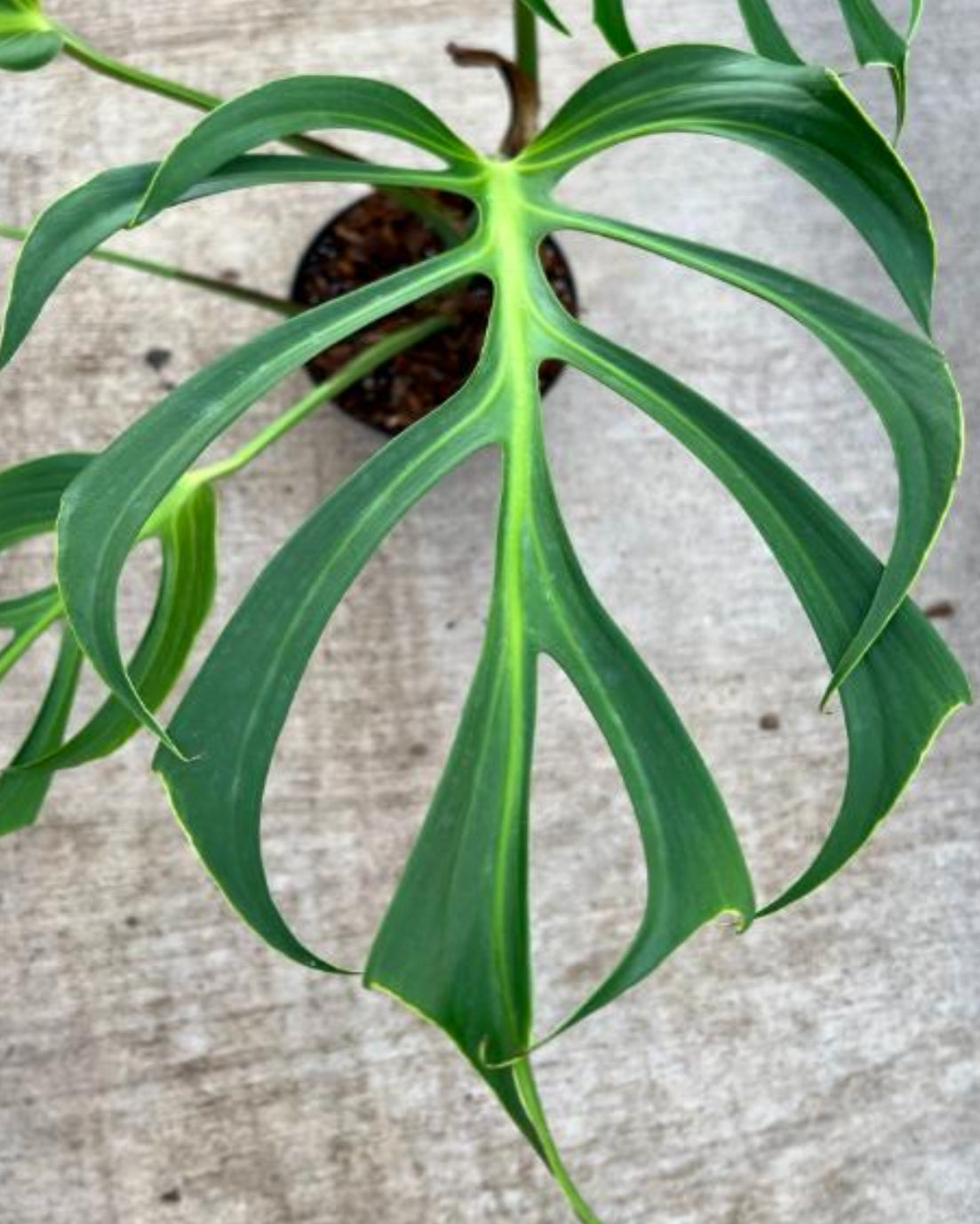 Monstera Burle Marx Flame