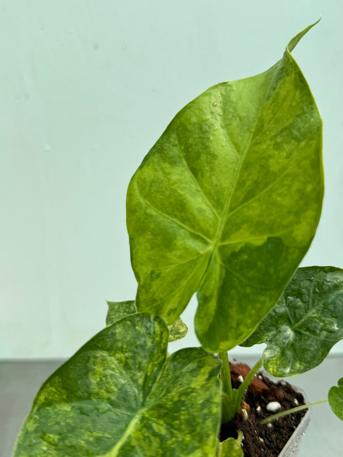 Detailed view of Alocasia macrorrhiza Aurea leaf highlighting its bold yellow-green marbling and tropical texture, perfect for home and garden use.