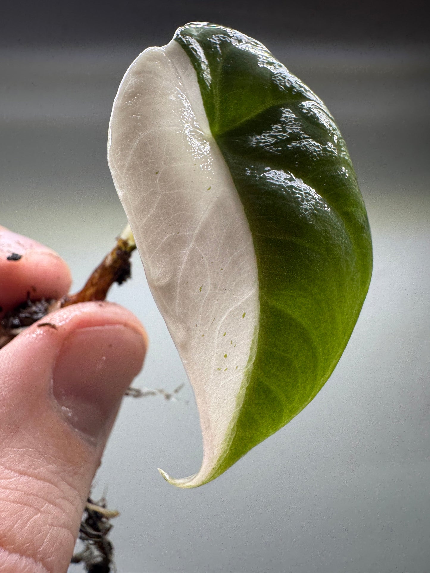 Alocasia maharani Half Moon leaf with creamy white and green split. Rare variegated plant for home and garden decor.