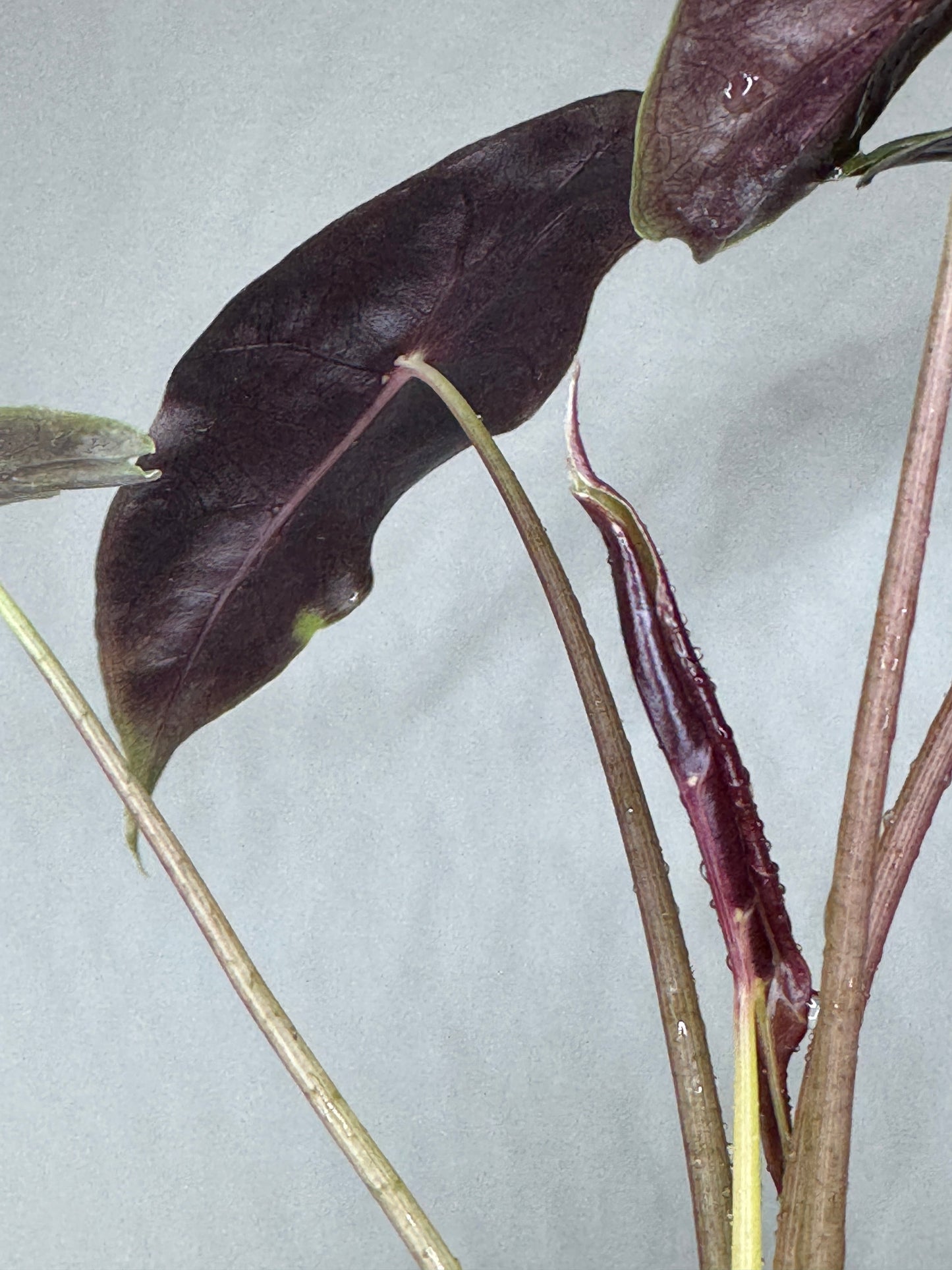 Underside view of Alocasia watsoniana a rare and exotic plant highlighting its deep purple leaf backs and emerging new growth.