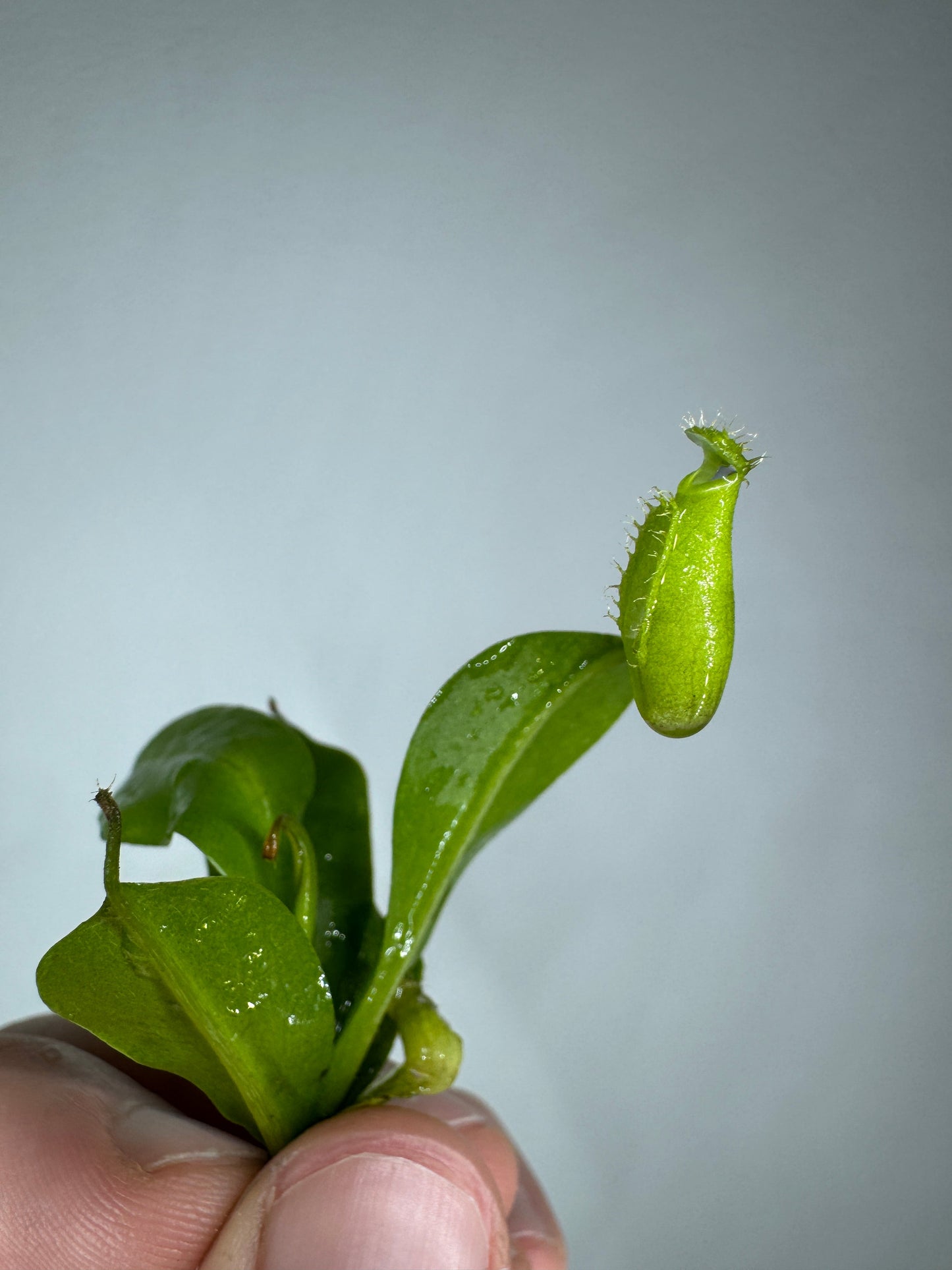 Tiny Nepenthes pitcher plant featured in the Mini Mystery Carnivorous Plant Subscription—ideal for exotic indoor plant enthusiasts and collectors.