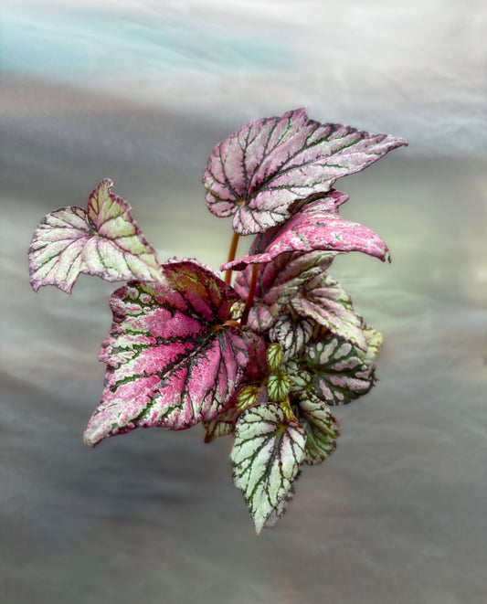 Begonia skötsel och fakta