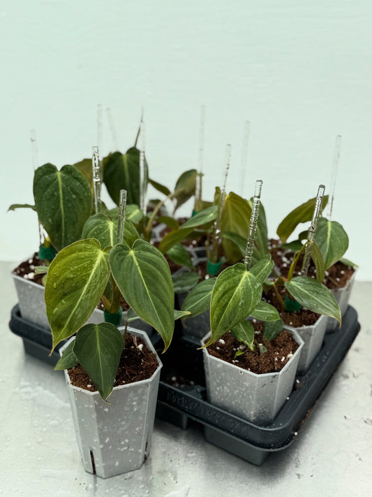 Philodendron skötsel och fakta