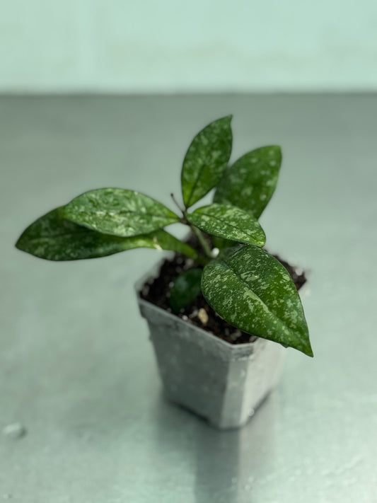 Hoya skötsel och fakta