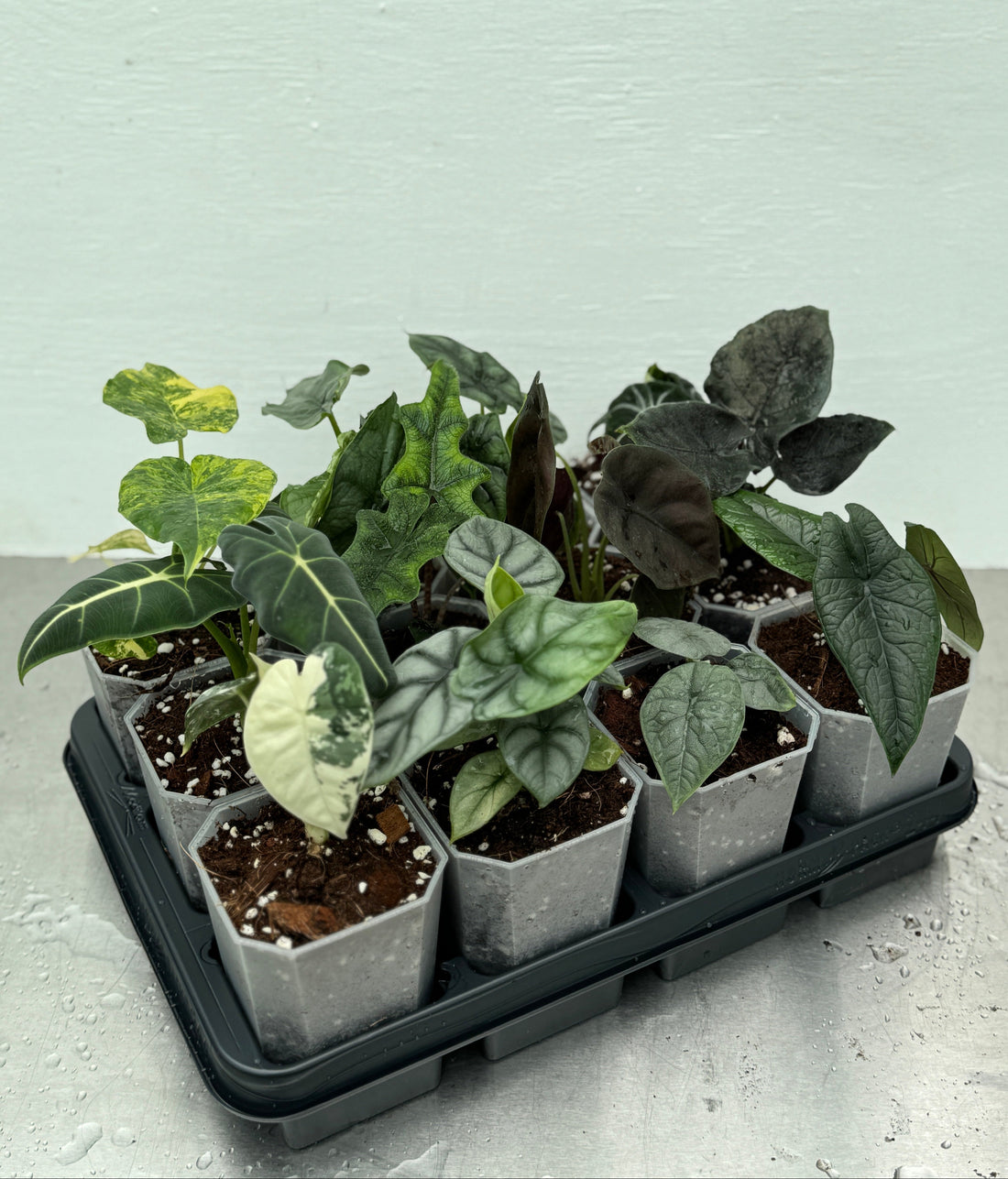 Alocasia skötsel och fakta