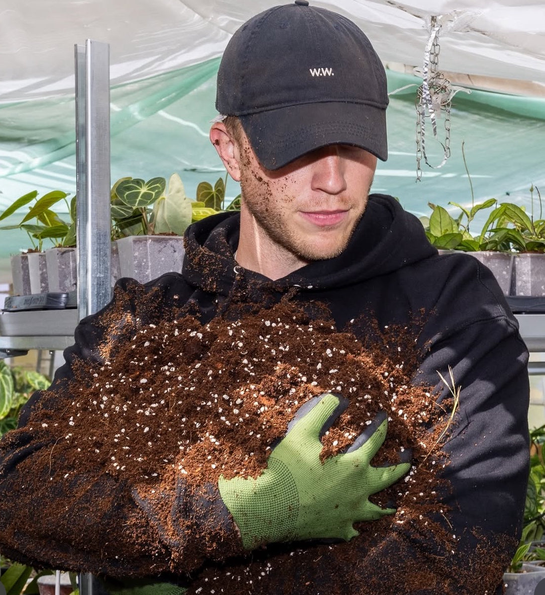 Jordblandningen för lyckliga Aroidväxter
