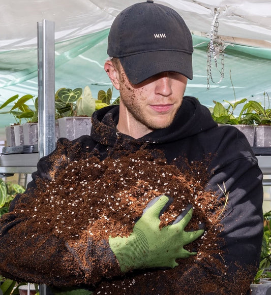 Jordblandningen för lyckliga Aroidväxter