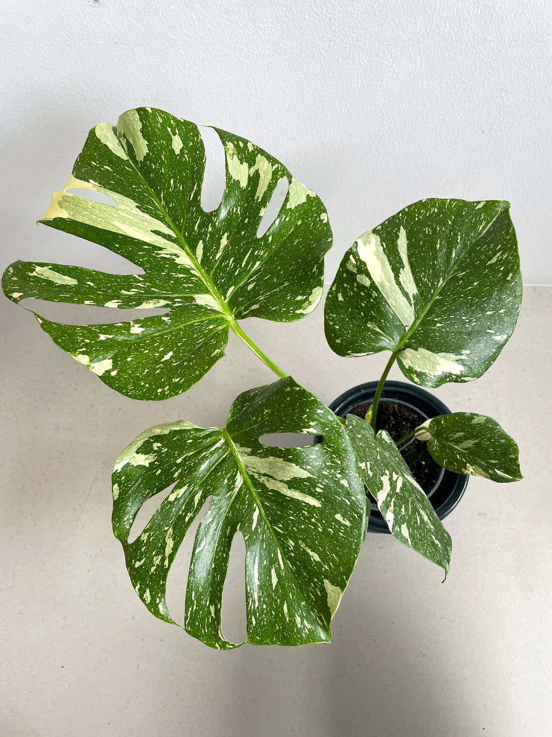 Monstera skötsel och fakta