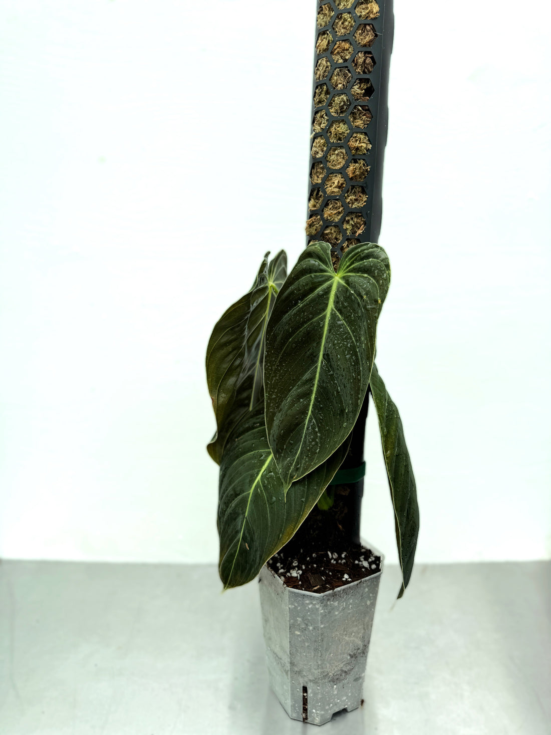 Mosspålar som stöd och tillväxt för klättrande växter