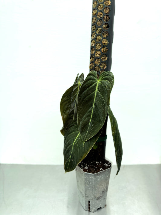 Mosspålar som stöd och tillväxt för klättrande växter