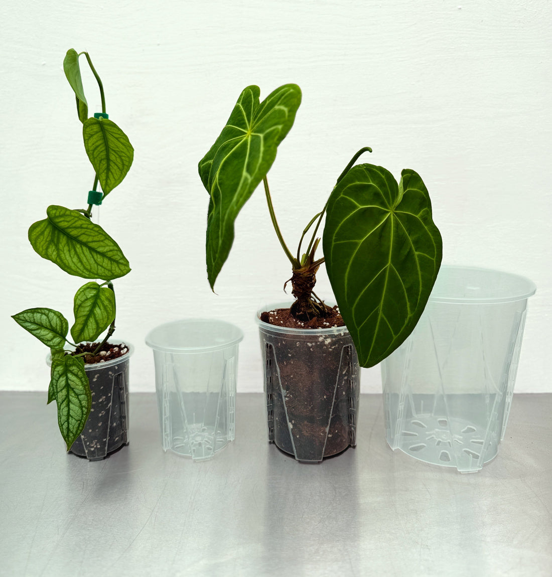 Aroidkruka, den bästa krukan för inomhusväxter