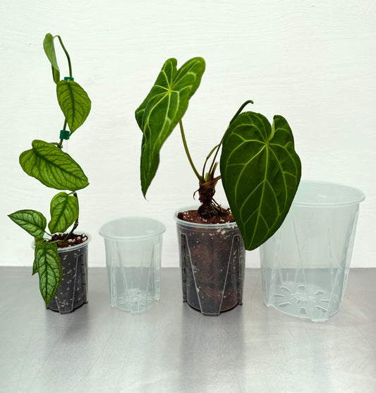 Aroidkruka, den bästa krukan för inomhusväxter