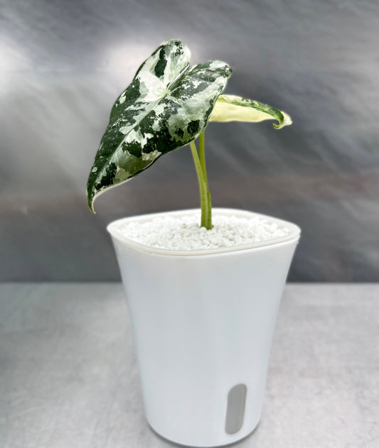 Självbevattningskrukor för enkel skötsel av aroidväxter