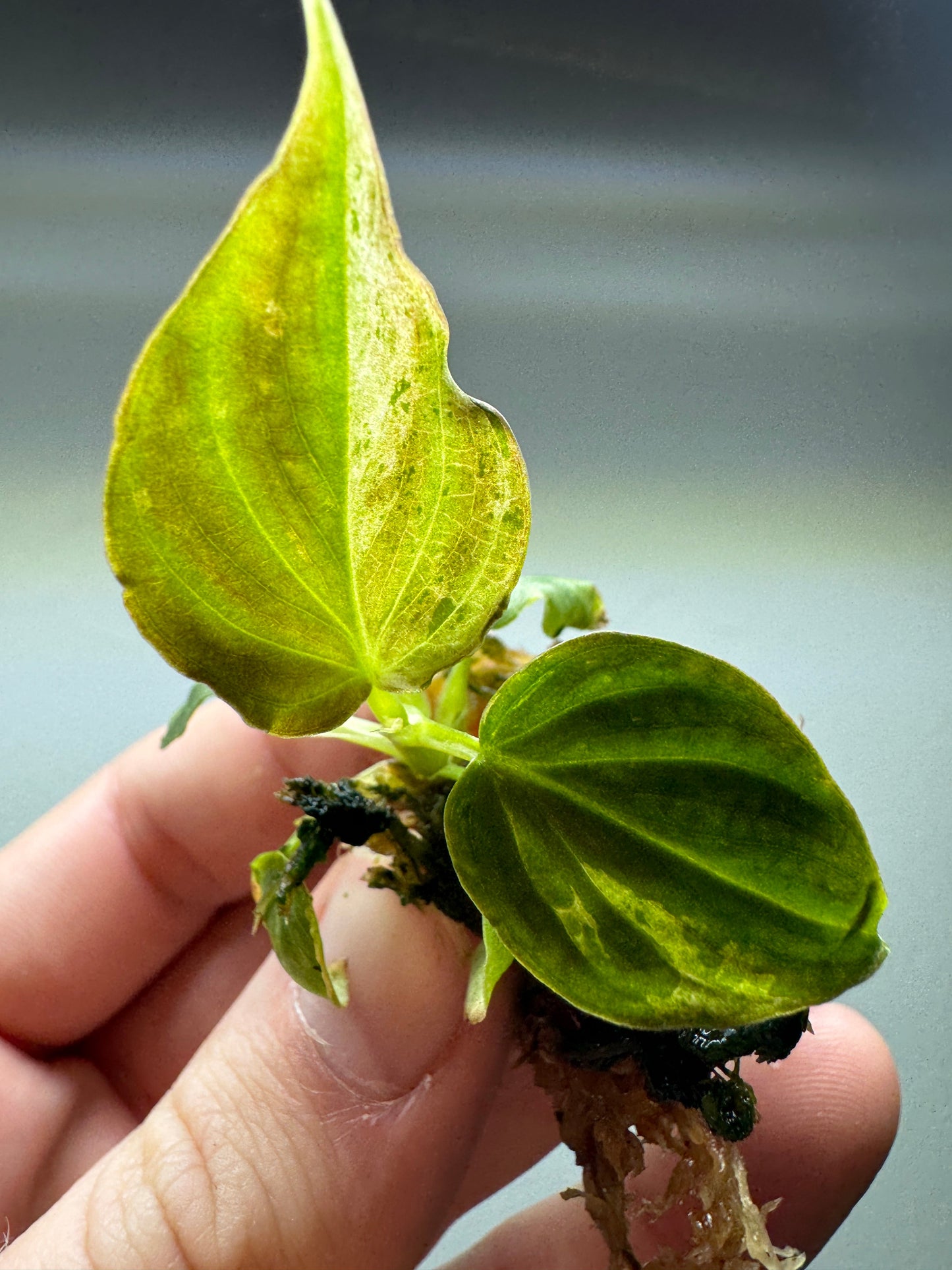 Philodendron verrucosum 'MINT'