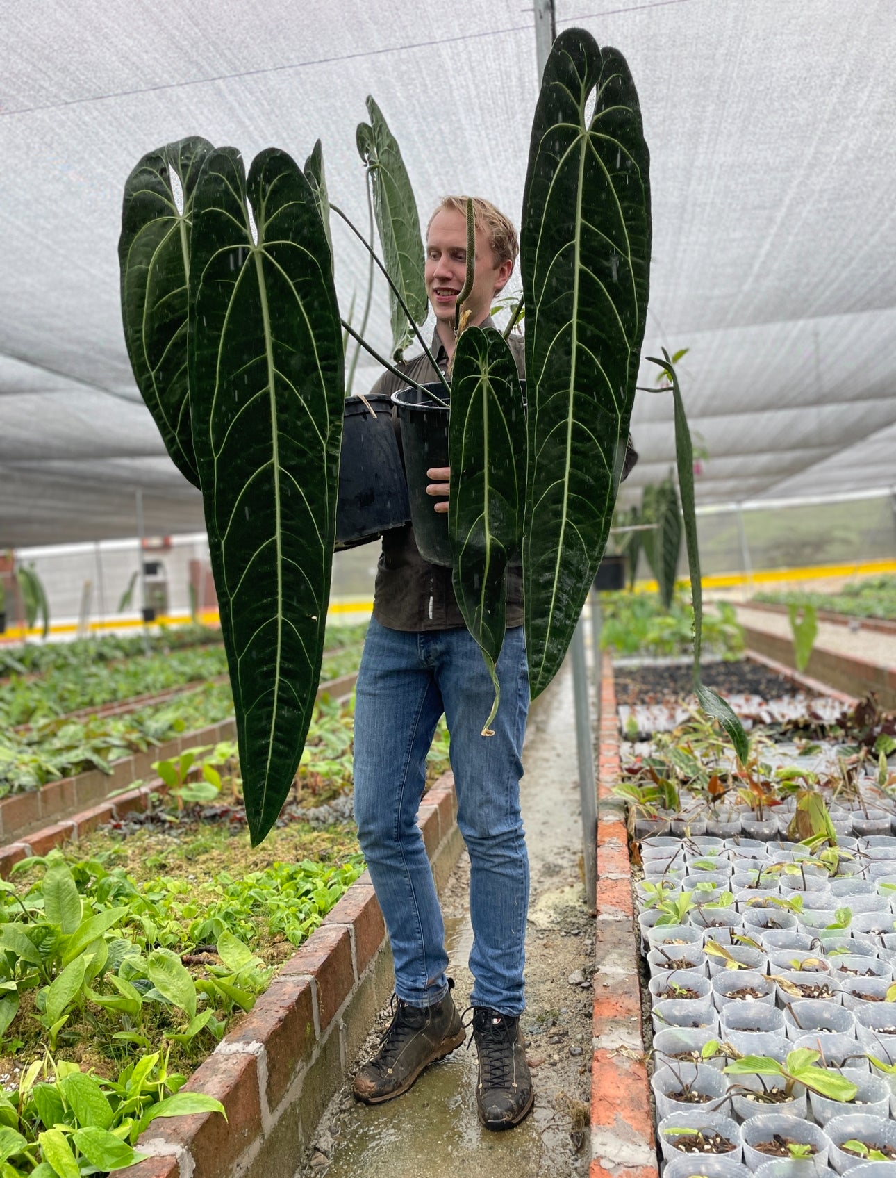3x baby Anthurium waroqueanum 'Queen Anthurium'