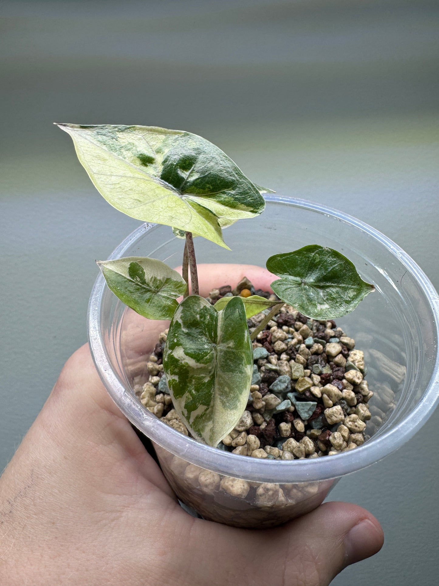 1x Rare Mystery Android Subscription