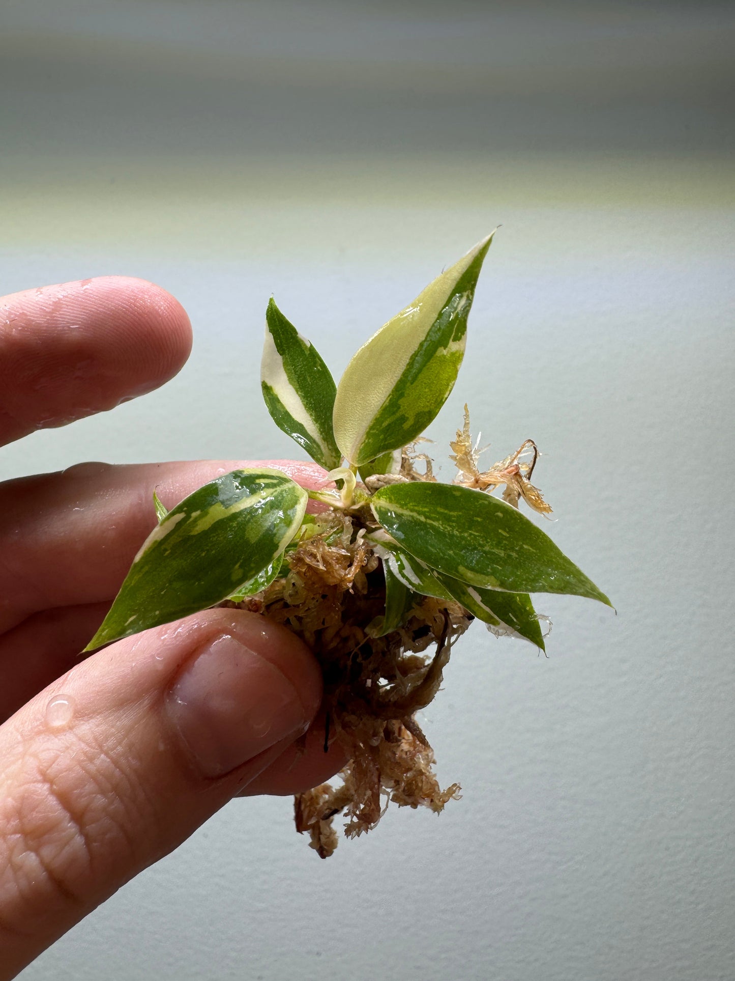 1x baby Philodendron gloriosum Tricolor