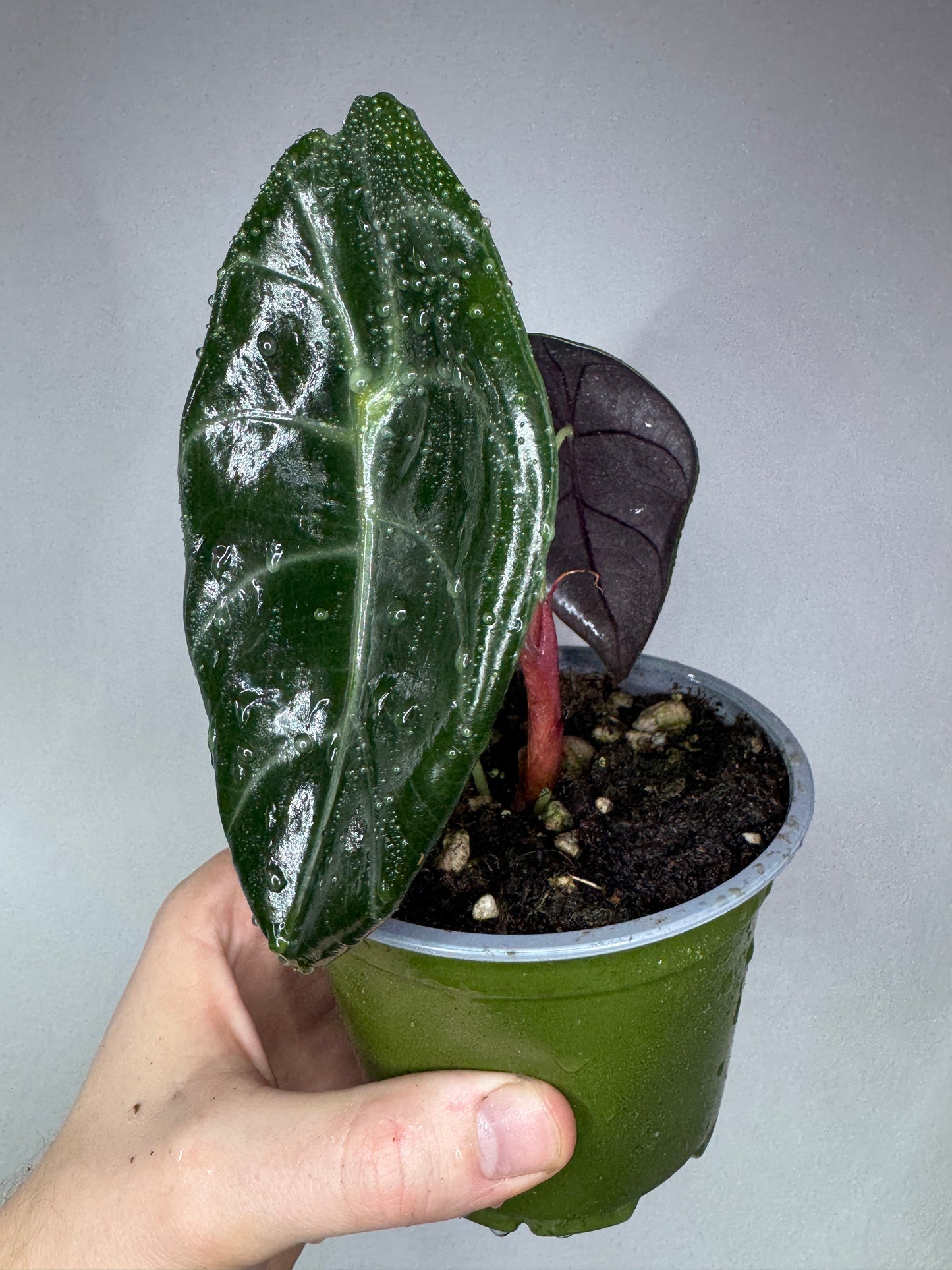 Rare Alocasia suhirmaniana plant with glossy dark green leaves and purple undersides in a green nursery pot, great for indoor gardening.