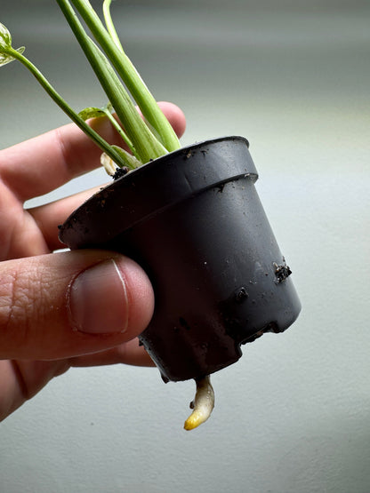 Monstera deliciosa 'MINT'