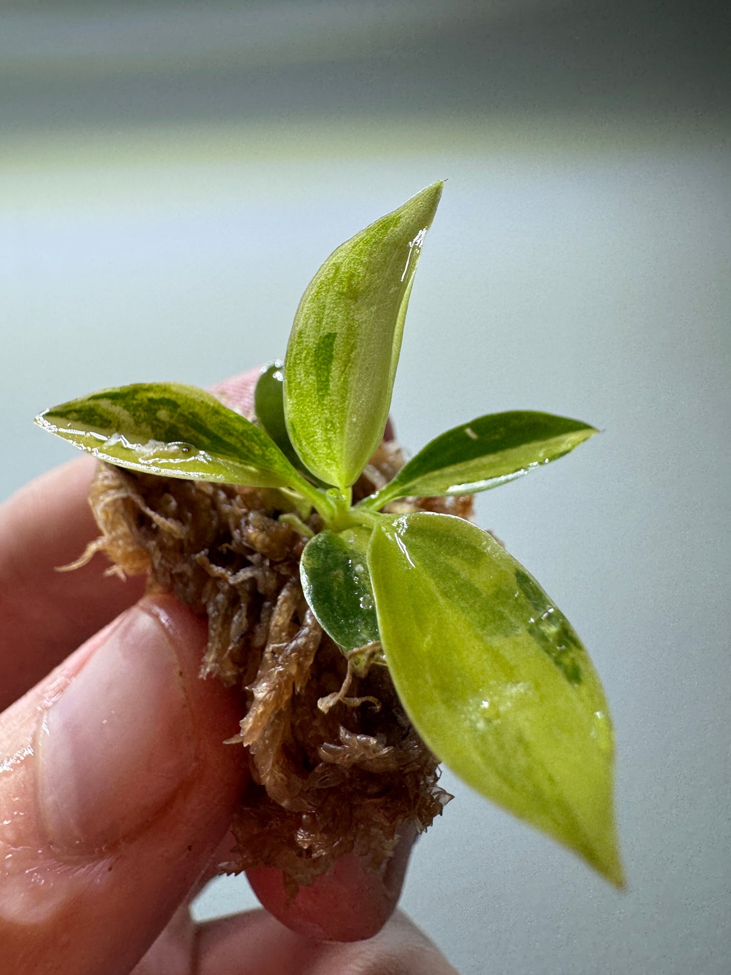 1x Unusual Mini Mystery Philodendron Subscription