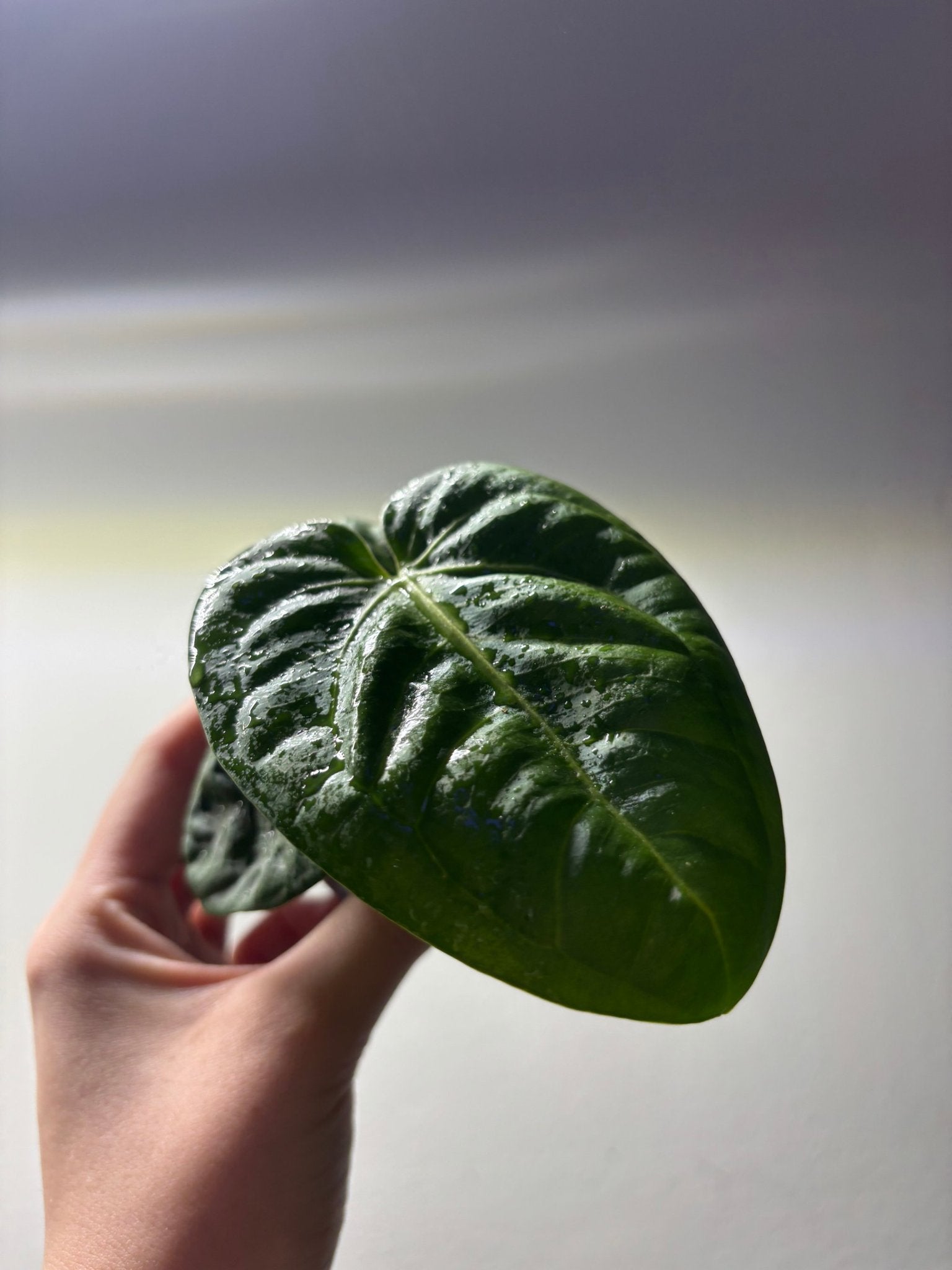 Mini rare Aroid Mystery Subscription box showcasing a glossy heart-shaped aroid leaf, perfect for exotic plant enthusiasts and subscribers.