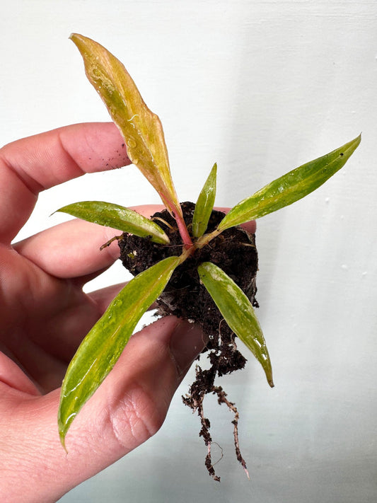 Philodendron Tortum Variegata - Variegated Plant | Indoor, young potted houseplant with narrow green and yellow variegated leaves held in hand.