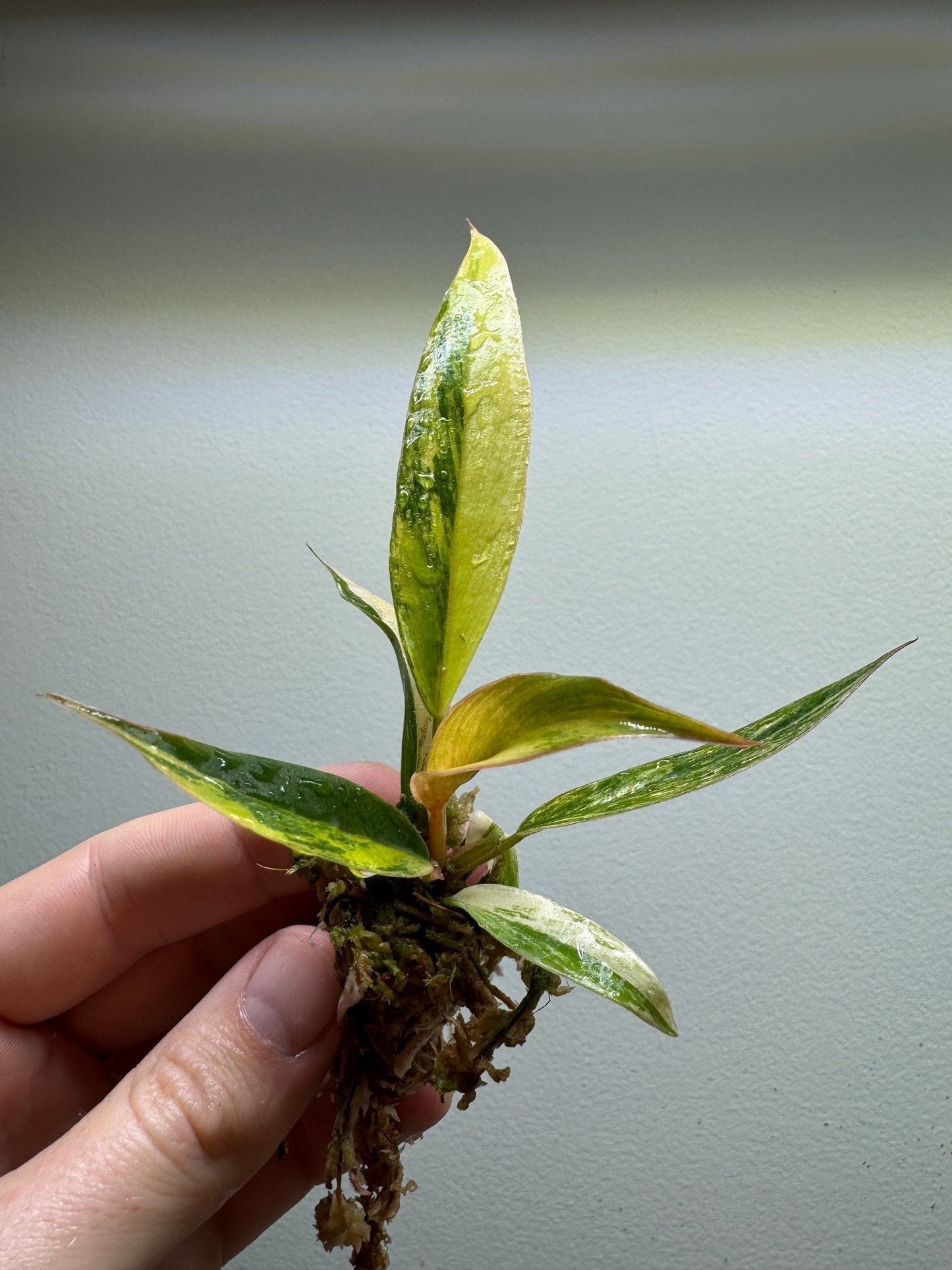 Philodendron 'Caramel Marble'