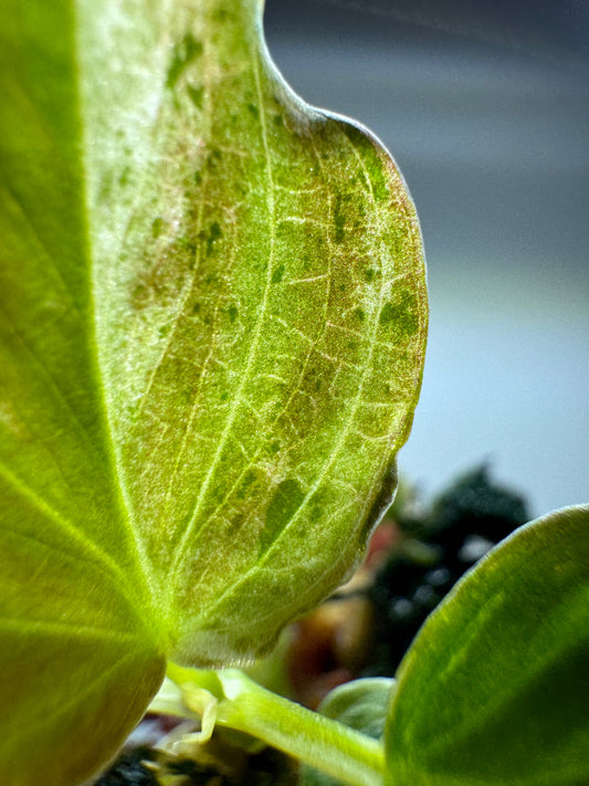 Philodendron verrucosum 'MINT'