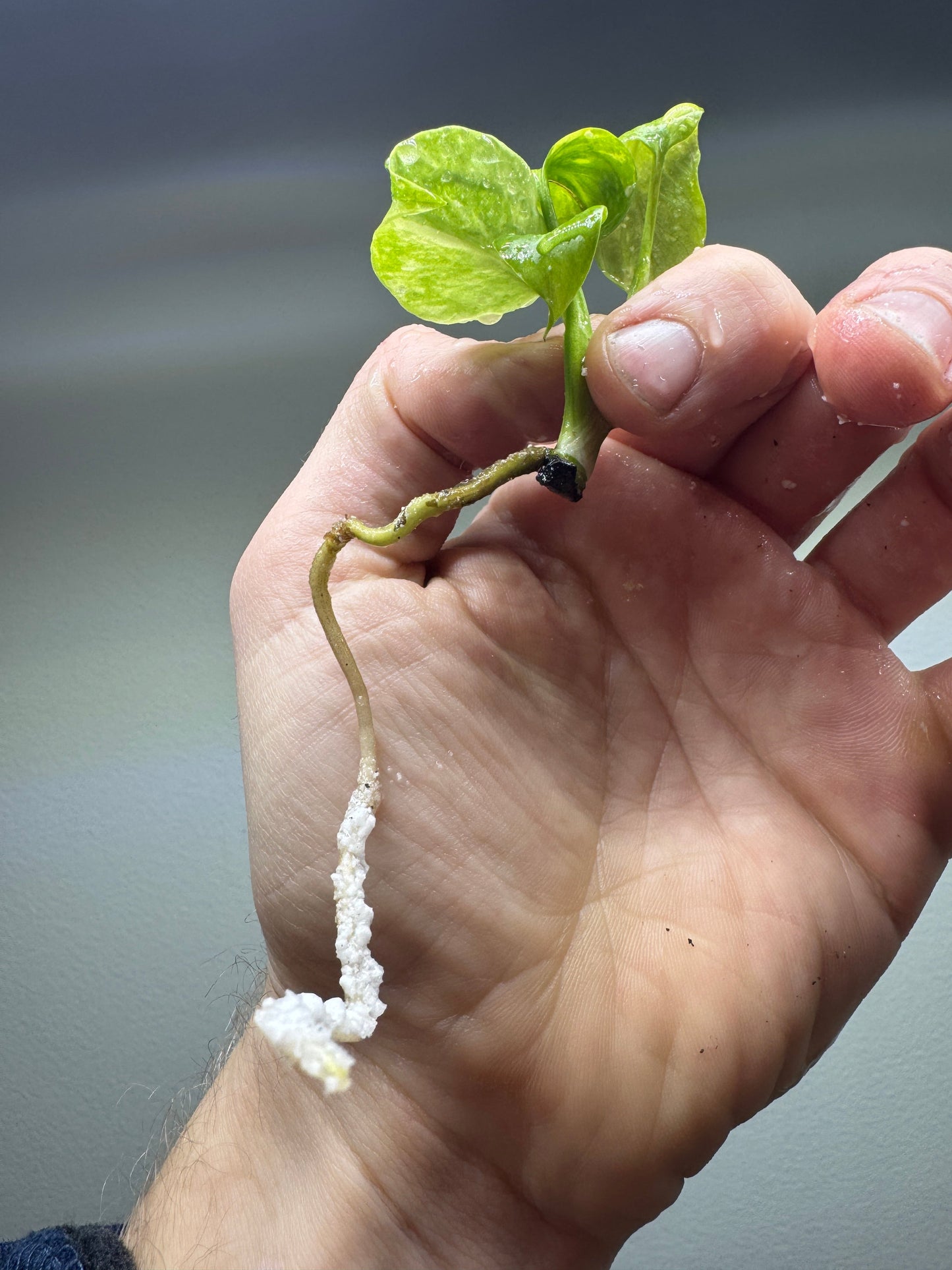 Full view of Monstera ELECTROLYTE cutting with variegated leaves and long white roots, ideal for rare plant enthusiasts.