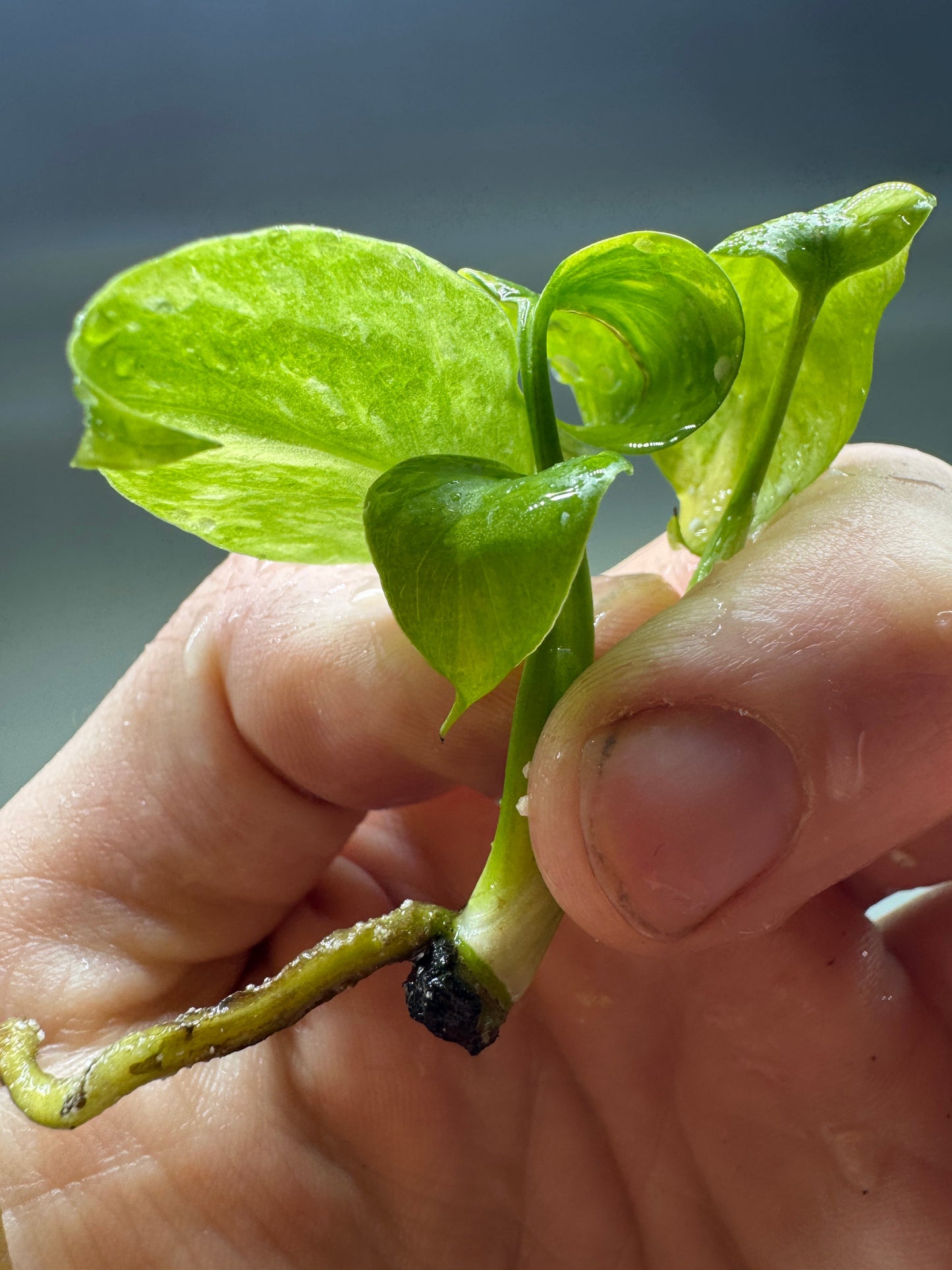 Monstera ELECTROLYTE stem and leaf base with vivid coloration and early root development, showcasing plant health.