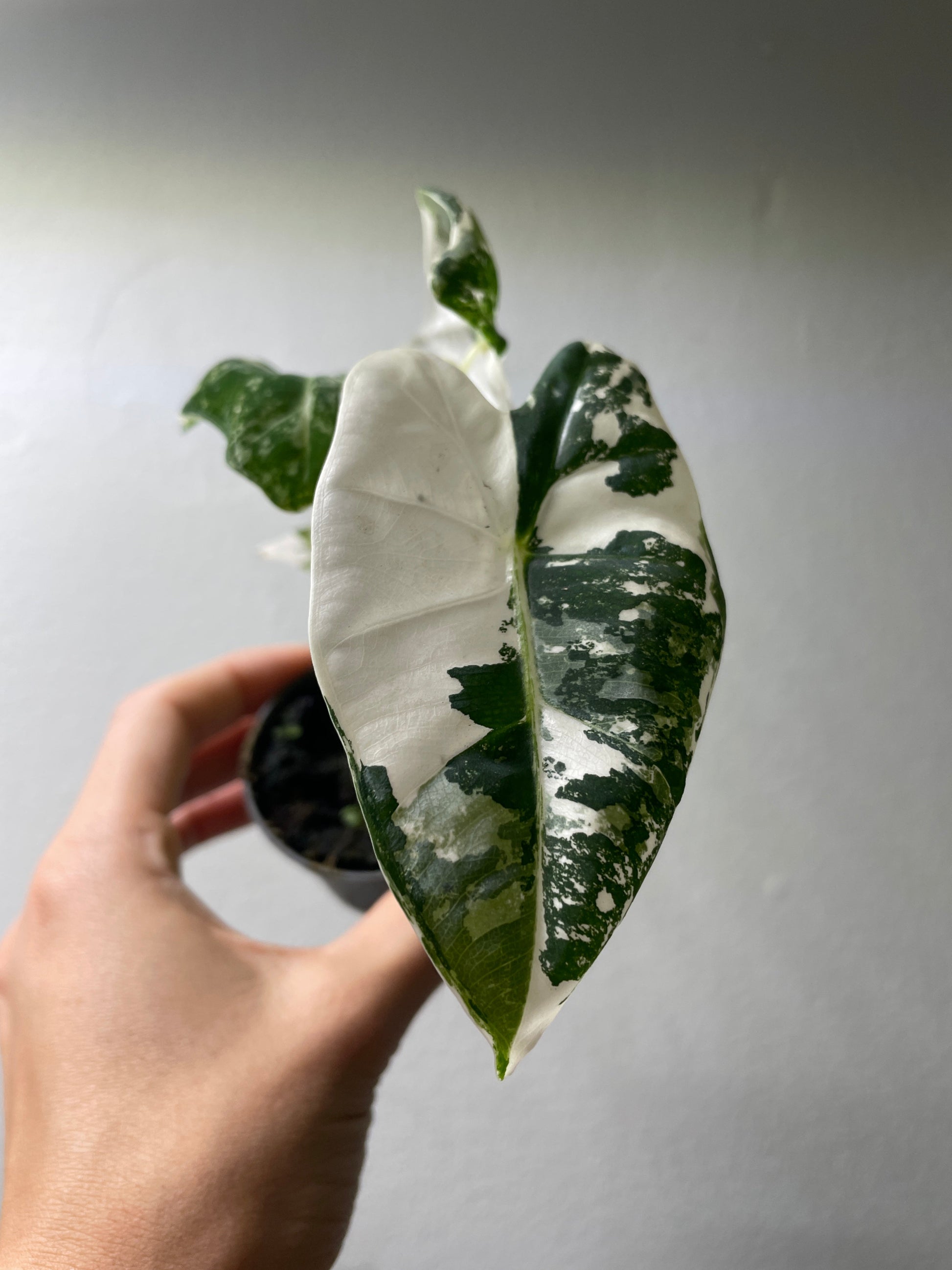 Small rare Aroid Subscription box showcasing a striking variegated Aroid with bold white and green marbled foliage, ideal for plant lovers.