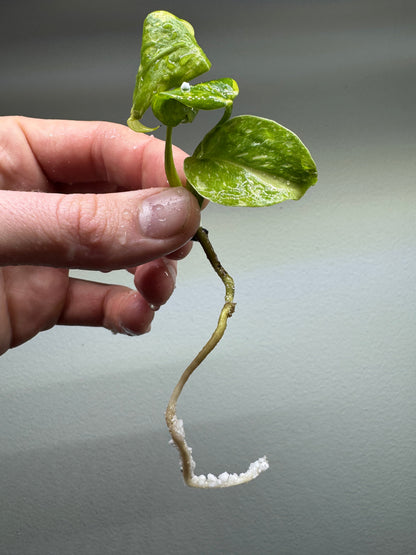 Monstera ELECTROLYTE cutting with vibrant variegated leaves and healthy white root growth, ideal for rare plant collectors.