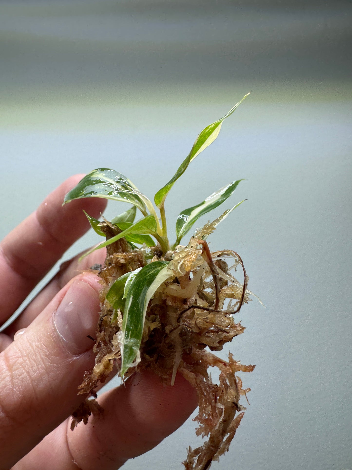 1x baby Philodendron gloriosum Tricolor