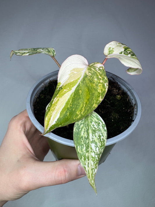 Philodendron gloriosum 'Tricolor' in a small pot with variegated green, white, and cream leaves. Rare indoor plant for home and garden decor.