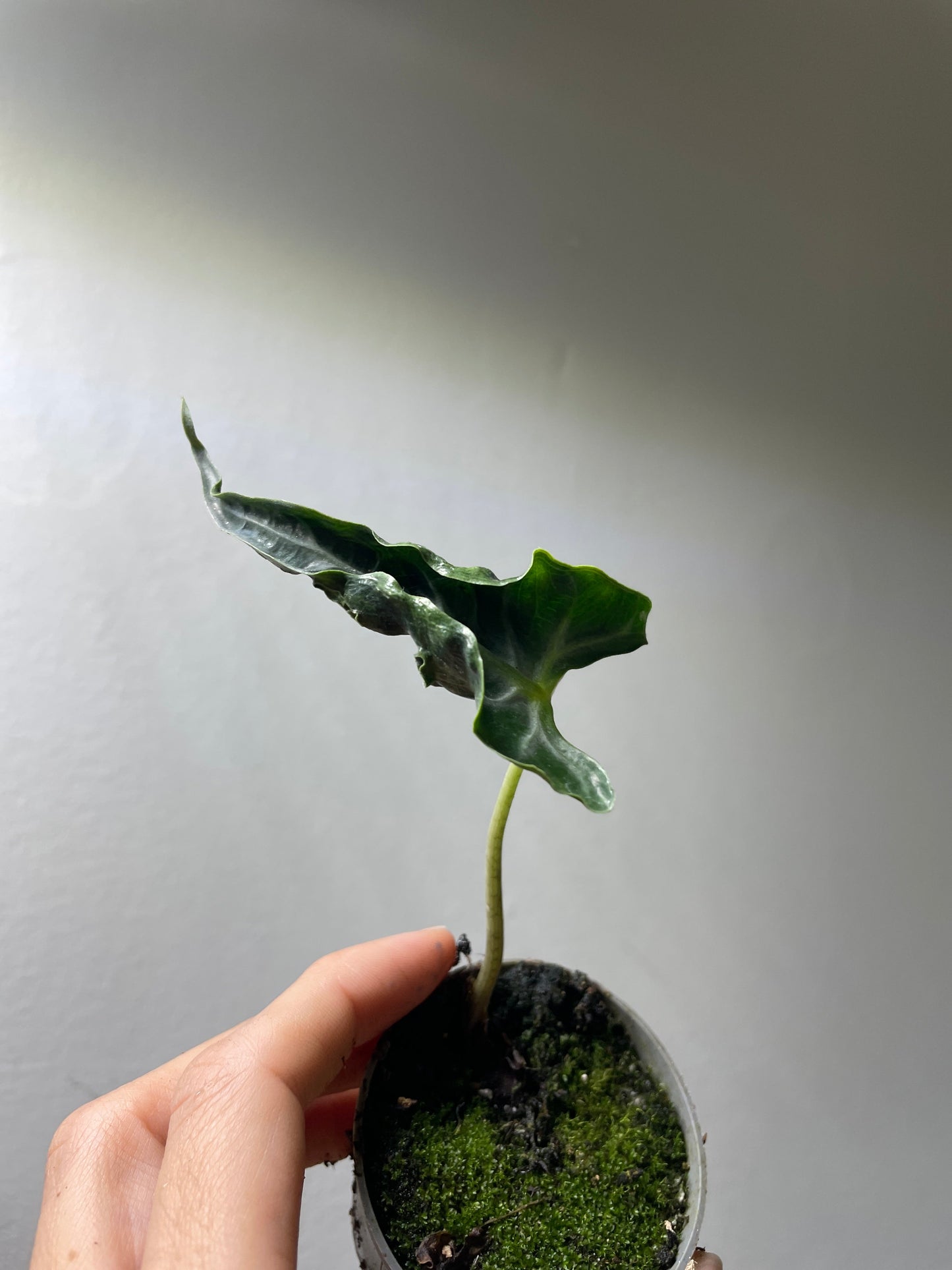 1x Unusual Mini Mystery Alocasia Subscription