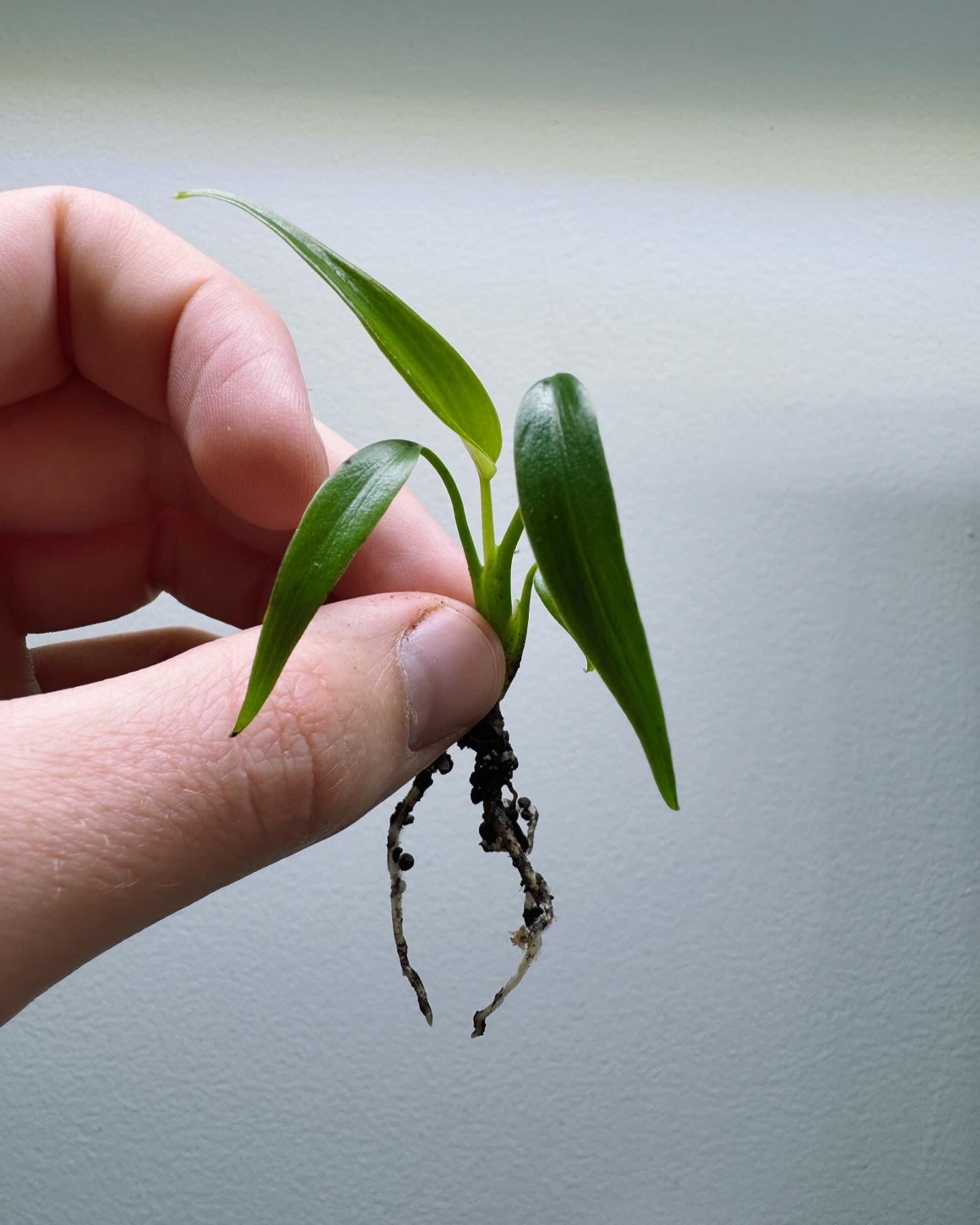Monstera Burle Marx Flame