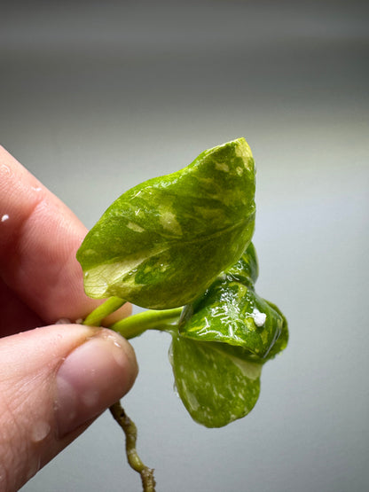 Detailed view of Monstera ELECTROLYTE leaves with bold green and cream variegation, highlighting its exotic appeal.